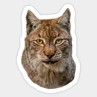 European Lynx Sticker